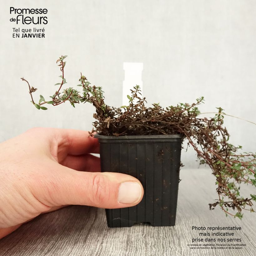 Thymus praecox Red Carpet - Timo precoce Vasetto da 8/9 cm esemplare consegnato in inverno