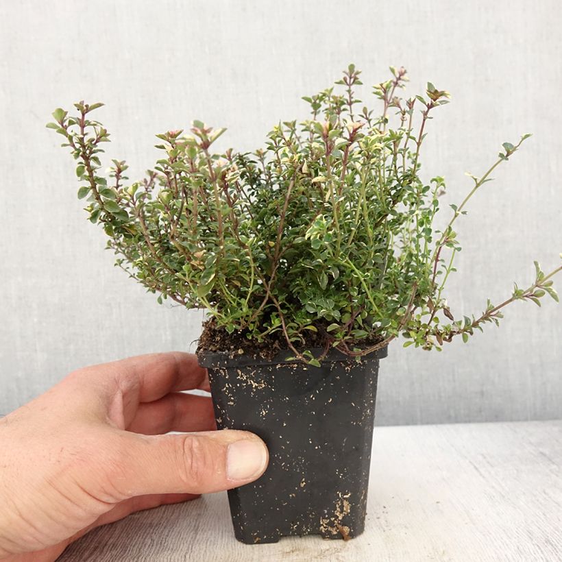 Thymus pulegioides Foxley - Timo goniotrico Vasetto da 8/9 cm esemplare consegnato in primavera