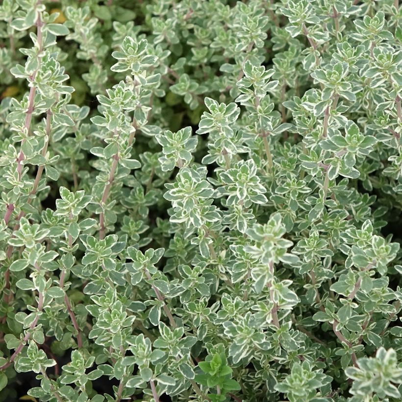 Thymus vulgaris Silver Posie - Timo (Fogliame)