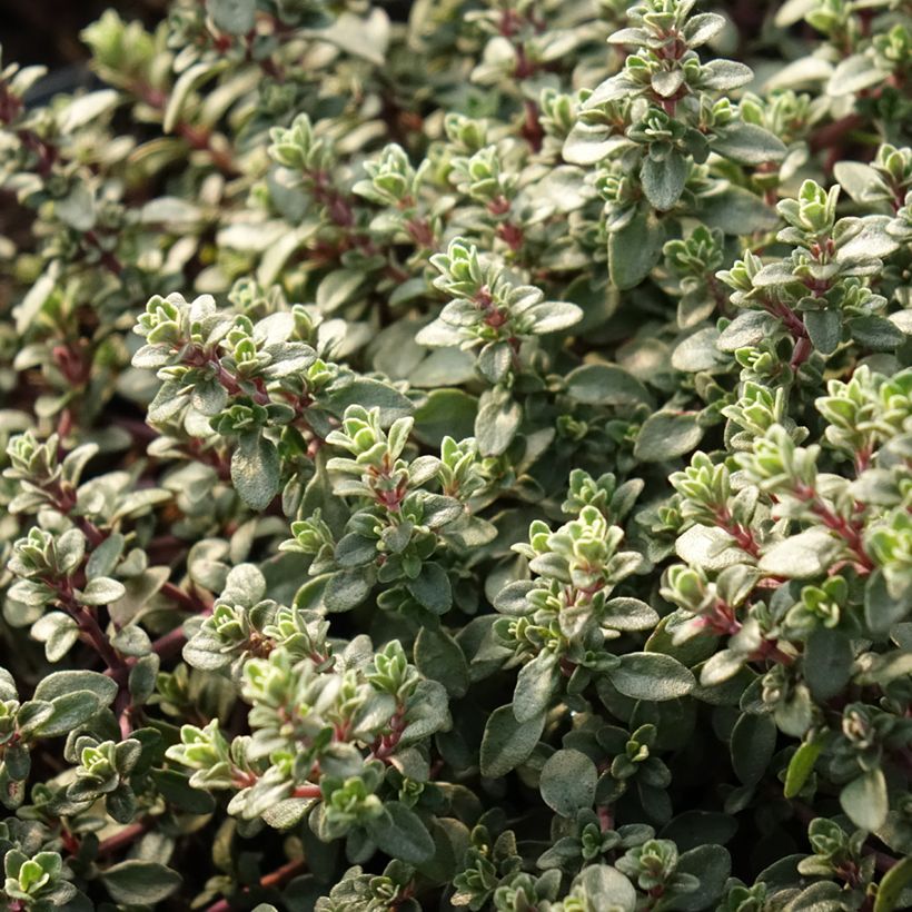 Thymus vulgaris Silver Posie - Timo (Fogliame)