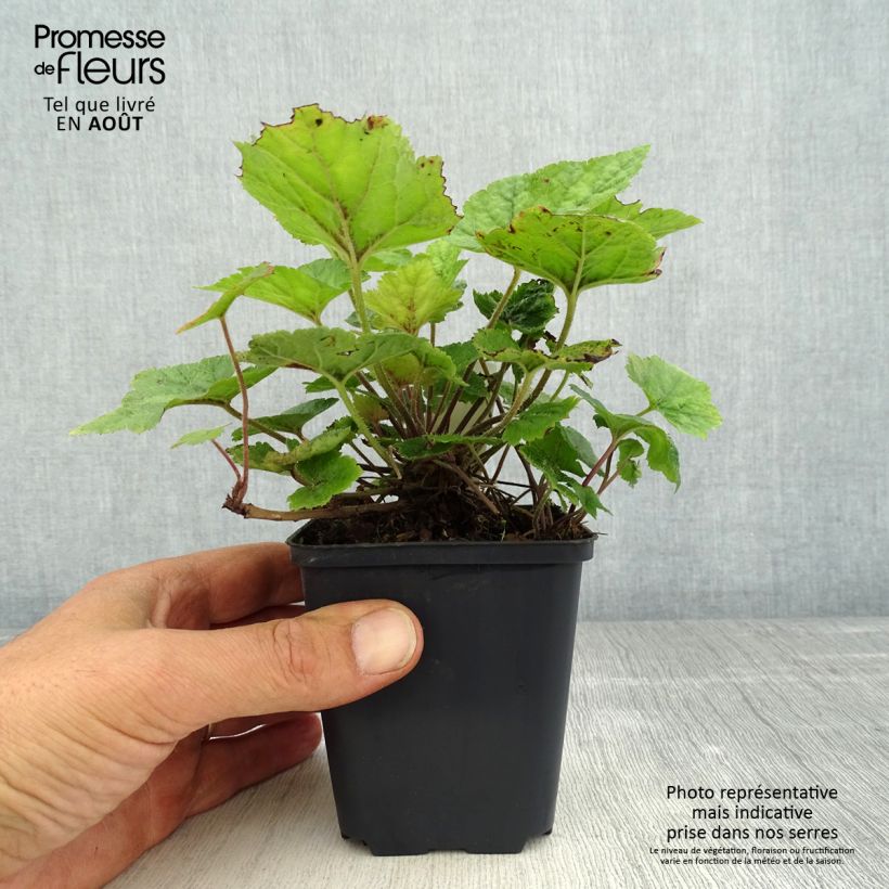 Esemplare di Tiarella cordifolia Brandywine Vasetto da 8/9 cm consegnato in estate