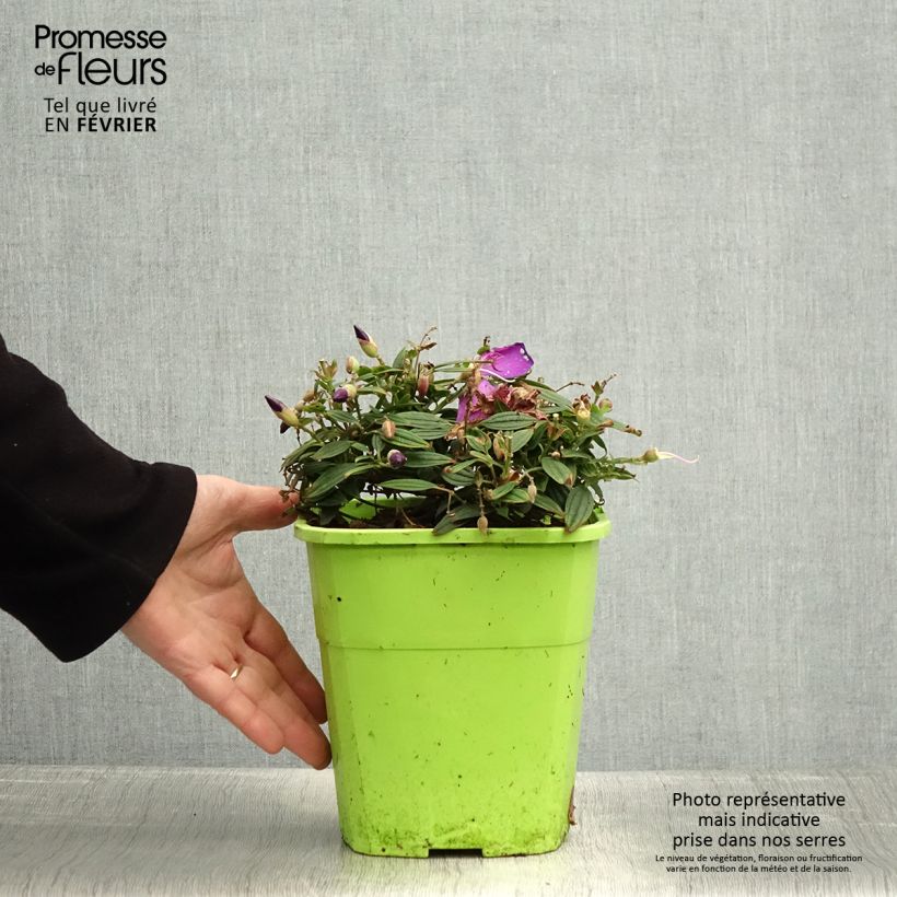Tibouchina Groovy baby Vaso da 4L/5L esemplare consegnato in inverno