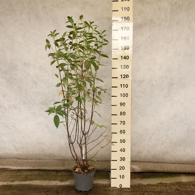 Esemplare di Tibouchina semidecandra Vaso da 7,5L/10L consegnato in estate