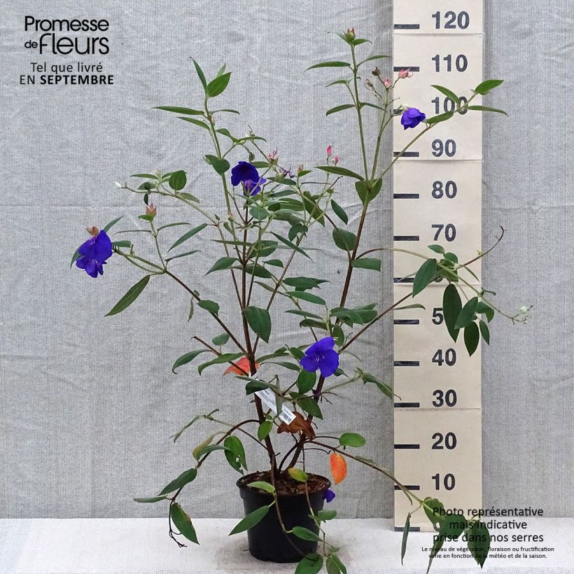 Esemplare di Tibouchina urvilleana Edwardsii Vaso da 3L/4L come consegnato in autunno