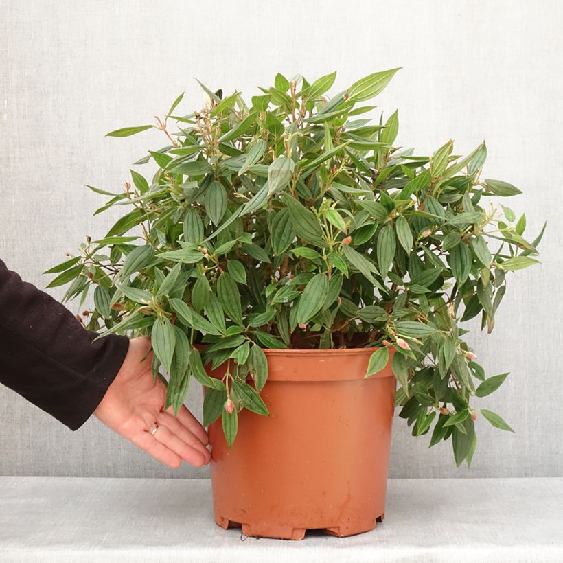 Tibouchina urvilleana Peace Baby Vaso da 7,5L/10L esemplare consegnato in inverno
