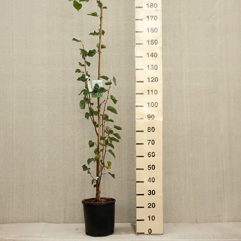 Esemplare di Tilia cordata Greenspire - Tiglio selvatico Vaso da 7,5L/10L come consegnato in autunno