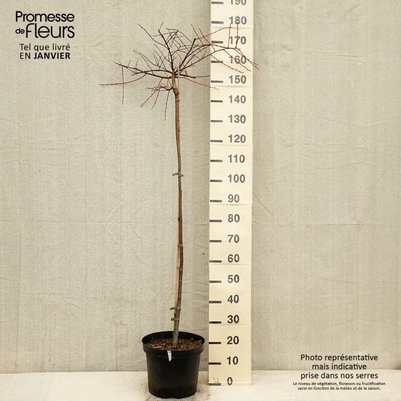 Tilia cordata Kronenberg - Tiglio selvatico Vaso da 12L/15L esemplare consegnato in inverno