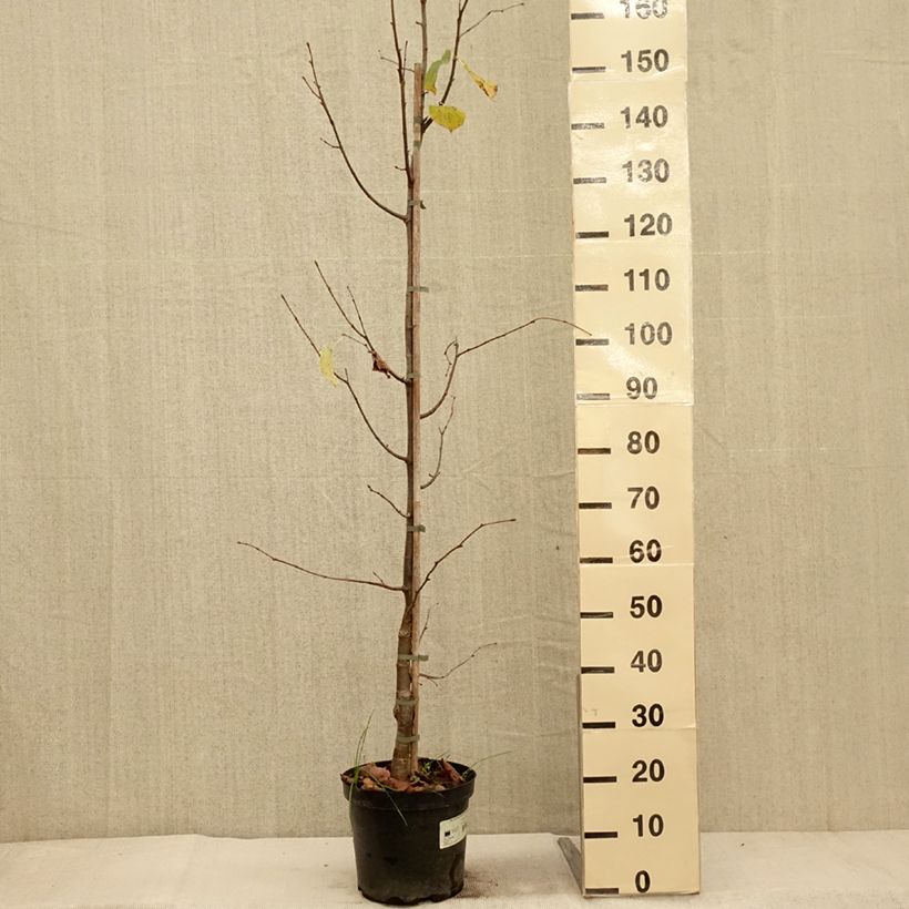 Esemplare di Tilia cordata Swedish Upright - Tiglio selvatico Vaso da 7,5L/10L come consegnato in autunno