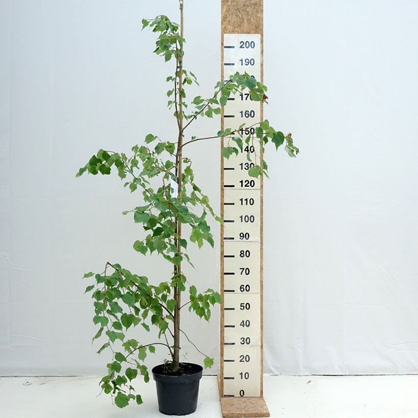 Esemplare di Tilia cordata - Tiglio selvatico Vaso da 7,5L/10L consegnato in estate