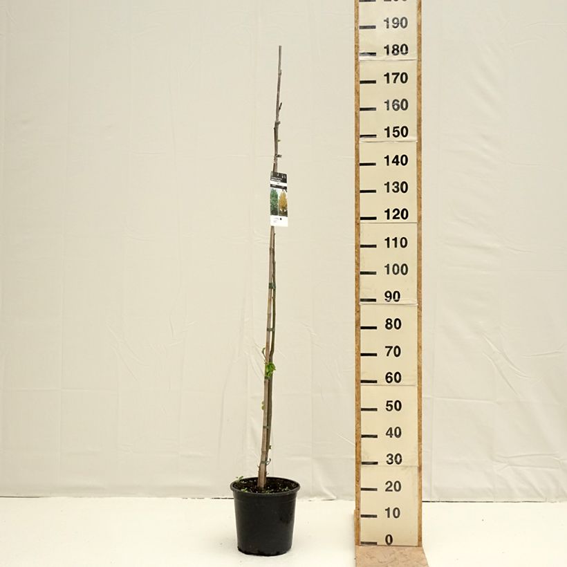 Tilia cordata - Tiglio selvatico Vaso da 7,5L/10L esemplare consegnato in primavera