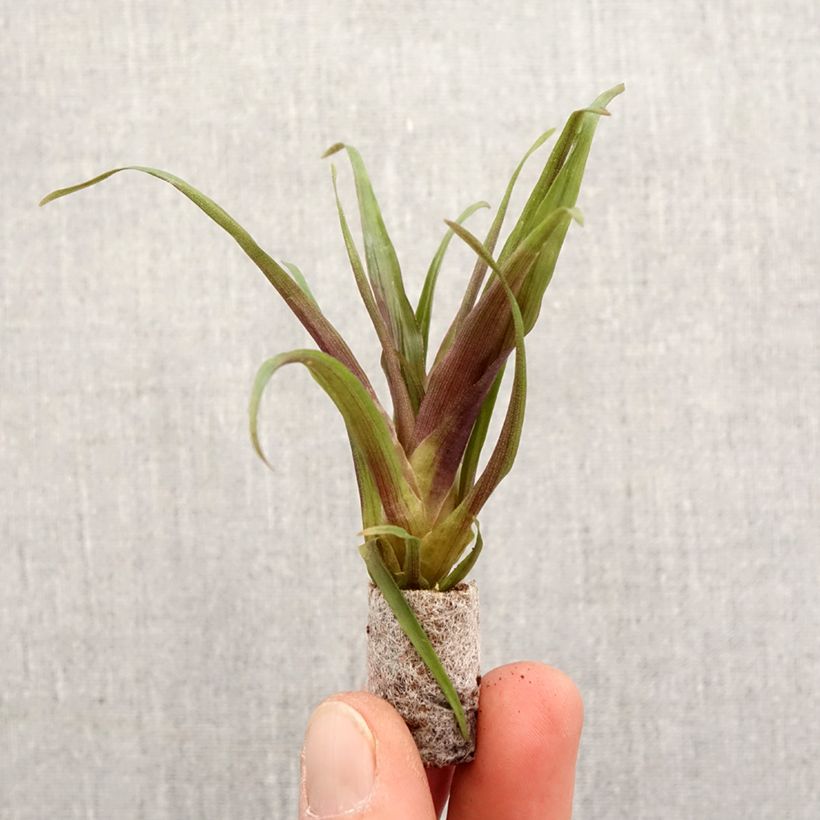 Tillandsia Andreas - Motte 5 cm x 7 cm esemplare consegnato in primavera