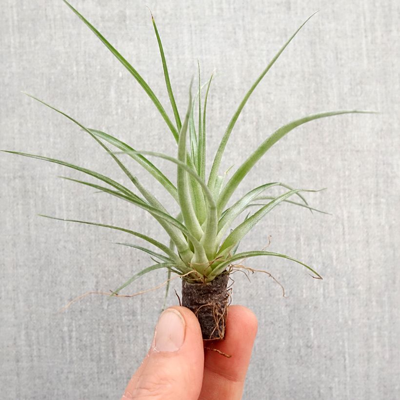 Tillandsia Mizuki - Motte 5 cm x 7 cm esemplare consegnato in primavera