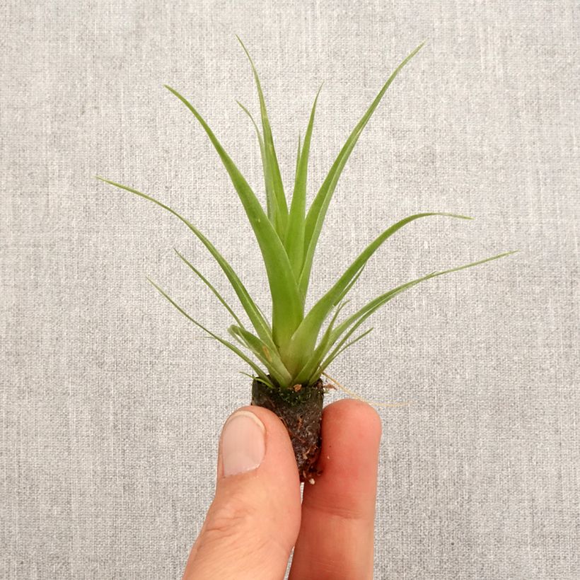 Tillandsia Naomi - Motte 5 cm x 7 cm esemplare consegnato in primavera