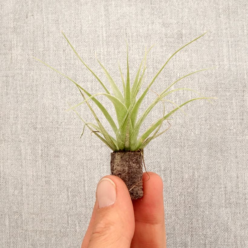 Tillandsia Samantha - Motte 5 cm x 7 cm esemplare consegnato in primavera