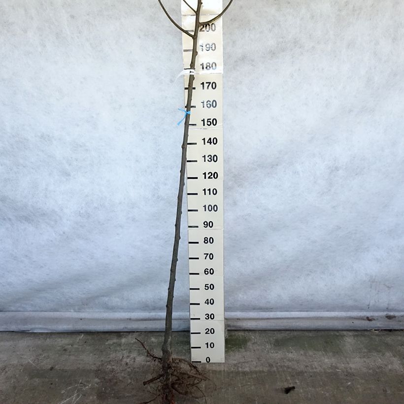 Tilia platyphyllos - Tiglio nostrano Piante grandi a radice nudaAltezza consegnata circa 300+cm esemplare consegnato in inverno