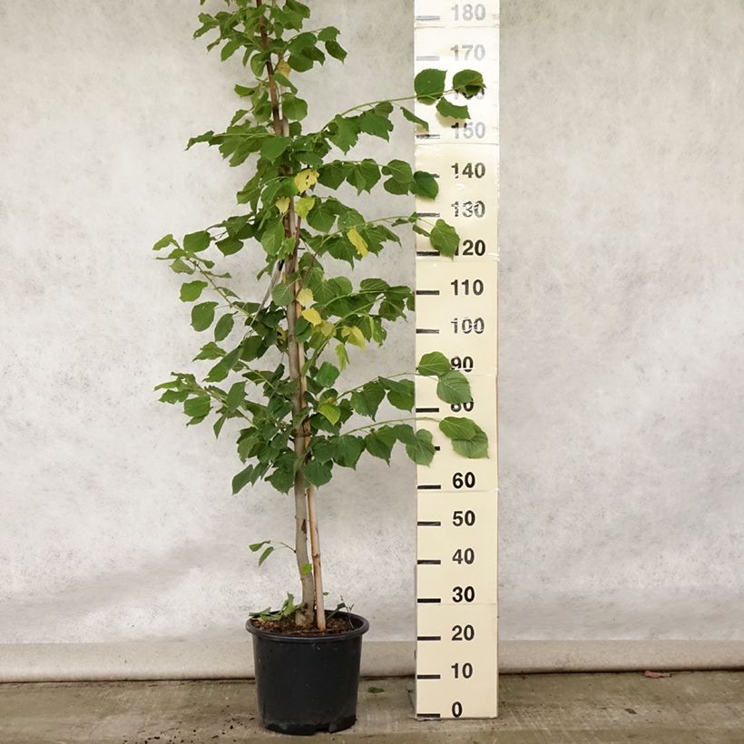 Esemplare di Tilia platyphyllos Rubra - Tiglio nostrano Vaso da 12L/15L consegnato in estate