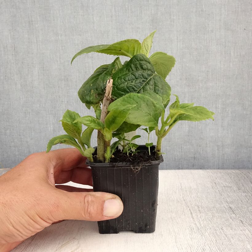 Esemplare di Titanotrichum oldhamii Vasetto da 8/9 cm consegnato in estate