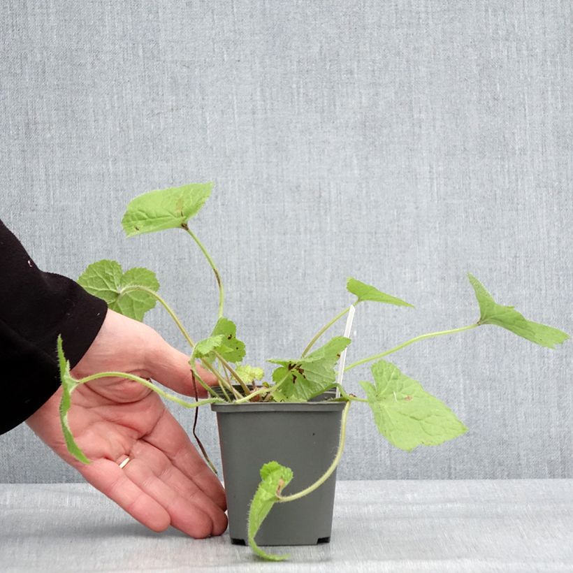 Tolmiea menziesii Cool Gold Vasetto da 8/9 cm esemplare consegnato in inverno