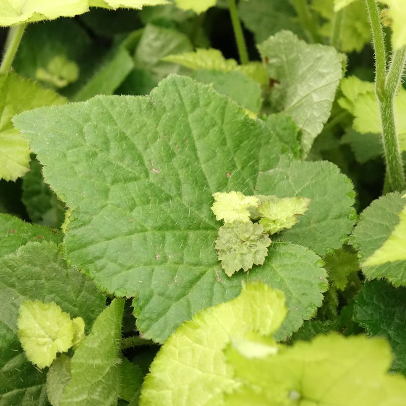 Tolmiea menziesii Cool Gold (Fogliame)