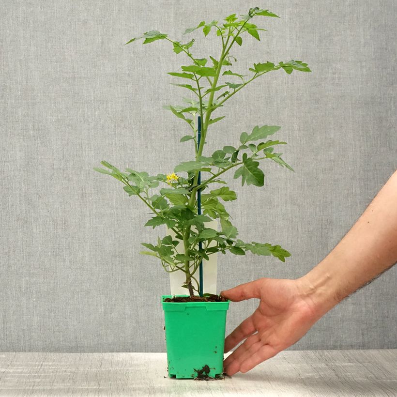 Pomodoro ciliegino/datterino Harmony F1 Vaso da Ø 10 cm/11 cm esemplare consegnato in primavera