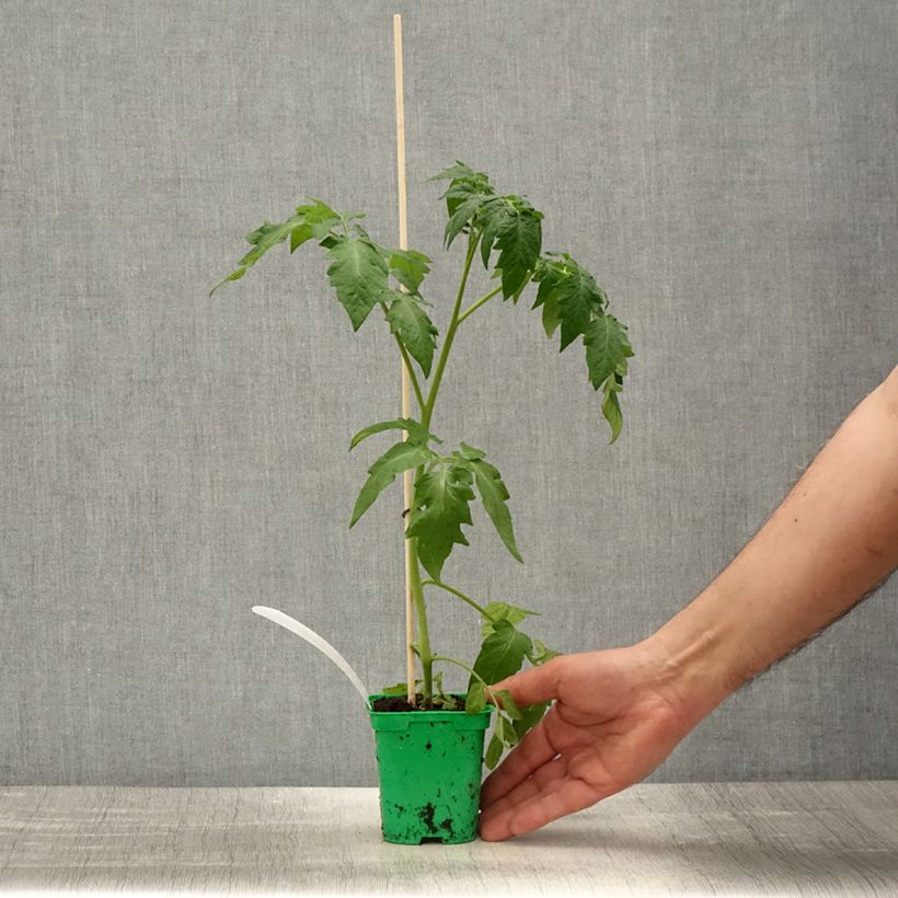 Pomodoro Variegato/Multicolore Rose Crush (piante innestate) Vaso da Ø 10 cm/11 cm esemplare consegnato in primavera
