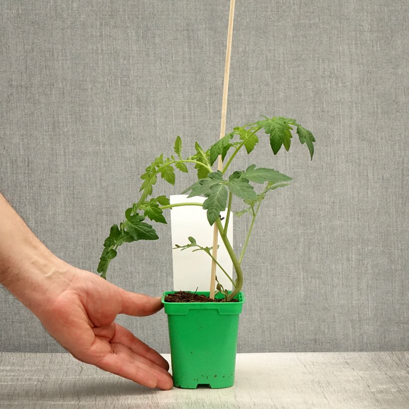 Pomodoro Saint-Pierre Vaso da Ø 10 cm/11 cm esemplare consegnato in primavera
