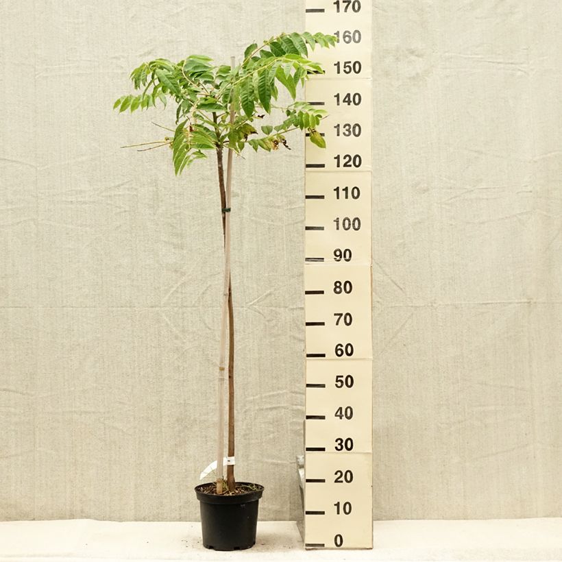 Esemplare di Toona sinensis Vaso da 4L/5L consegnato in estate