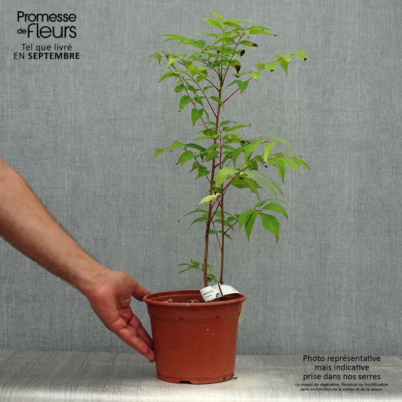 Esemplare di Toona sinensis Flamingo Vaso da 2L/3L come consegnato in autunno