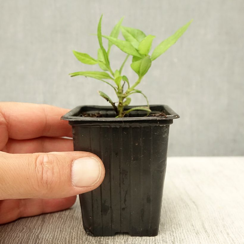 Esemplare di Topinambur Enano Vasetto da 7/8 cm consegnato in estate