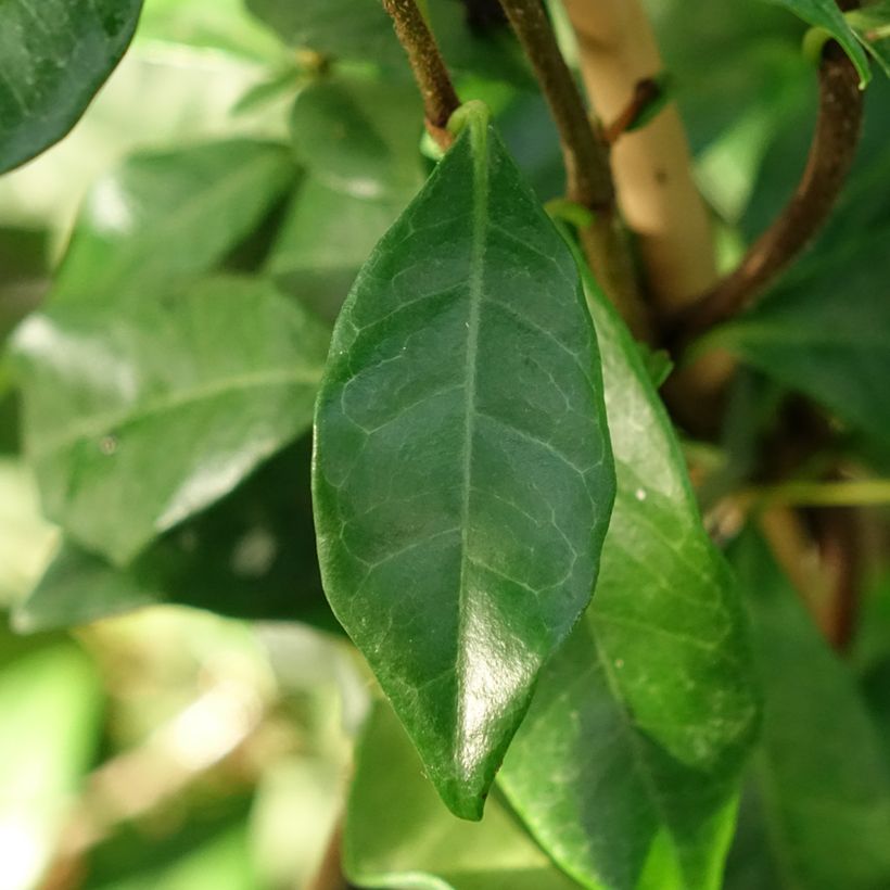 Trachelospermum asiaticum Chili & Vanilla Livano - Falso gelsomino asiatico (Fogliame)