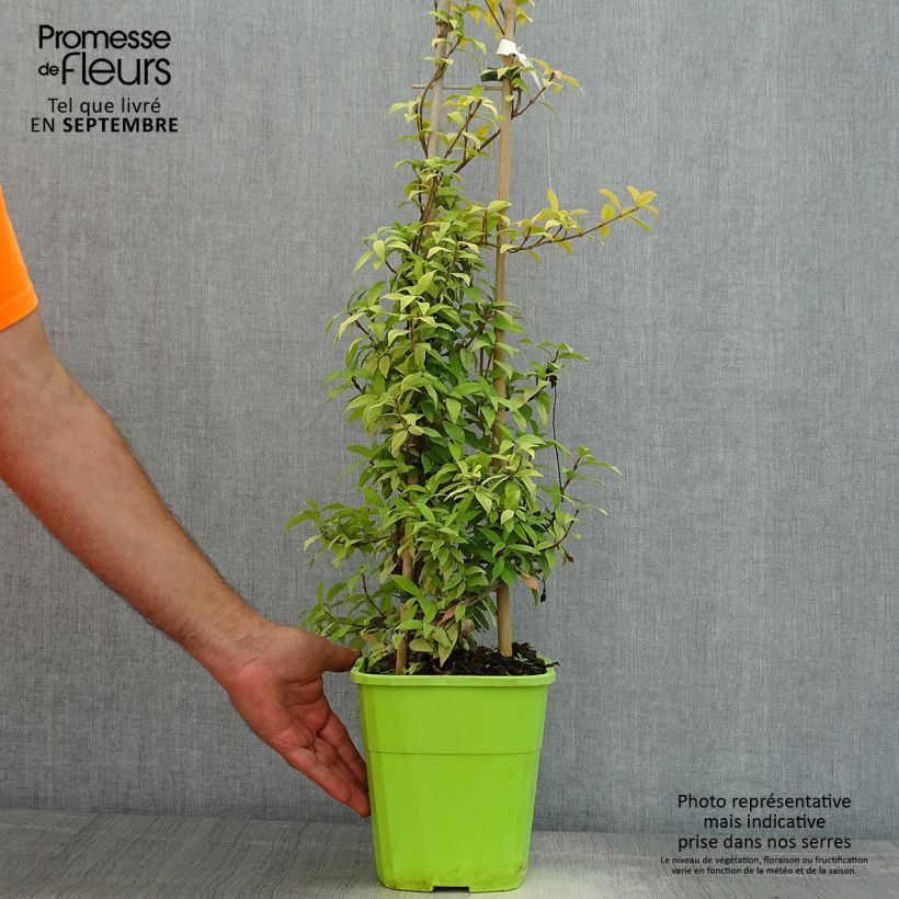 Esemplare di Trachelospermum jasminoides Golden Memories - Falso gelsomino Vaso da 3L/4L consegnato in estate