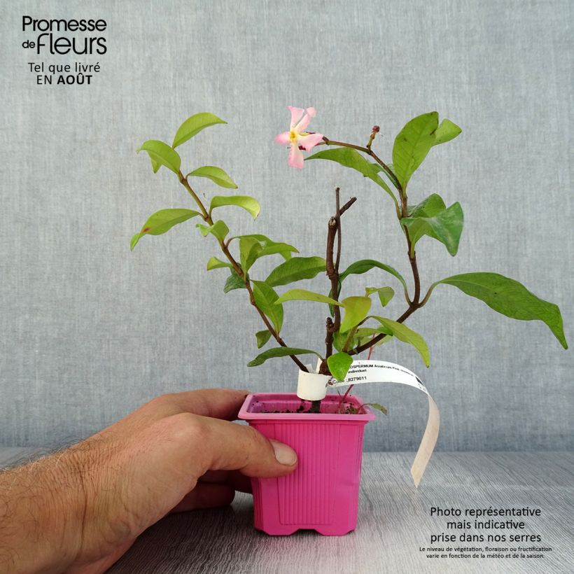 Esemplare di Trachelospermum asiaticum Pink Showers - Falso gelsomino asiatico Vasetto da 8/9 cm consegnato in estate