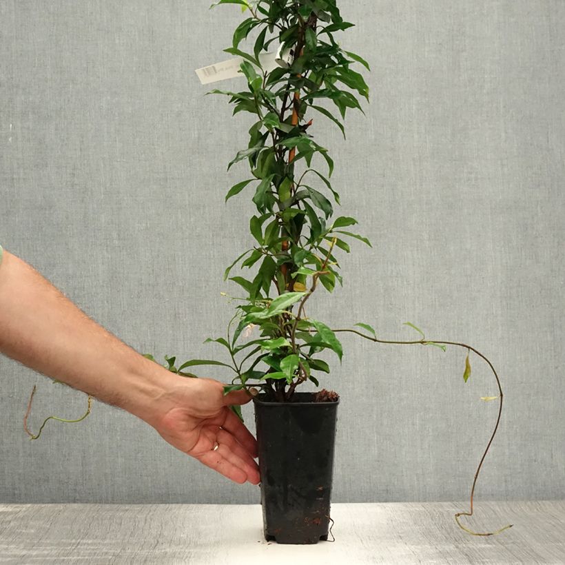 Esemplare di Trachelospermum asiaticum Pink Showers - Falso gelsomino asiatico Vaso da 2L/3L consegnato in estate