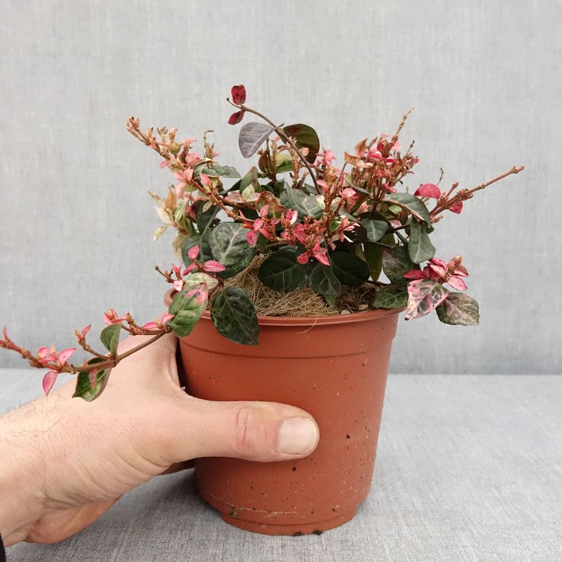 Trachelospermum asiaticum Tricolor -Falso gelsomino asiatico Vaso da 1,5L/2LAltezza consegnata circa 10/15cm esemplare consegnato in inverno