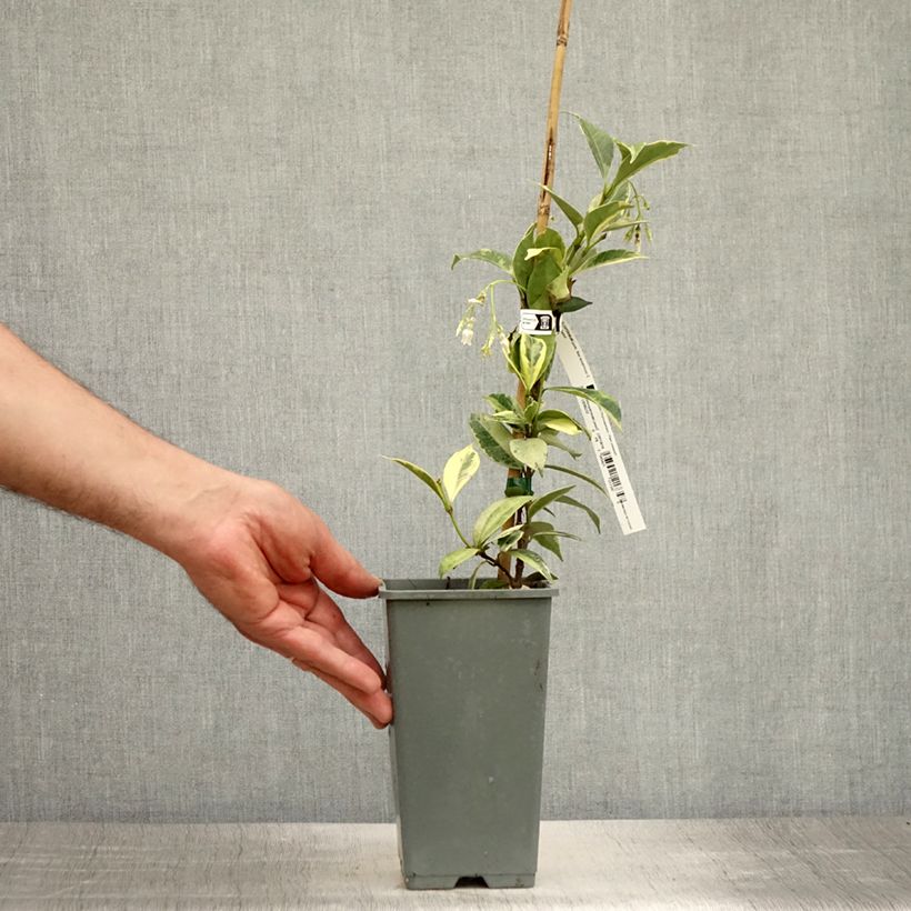 Esemplare di Trachelospermum jasminoides Sun Lover - Falso gelsomino Vaso da 1,5L/2LAltezza consegnata circa 20/40cm consegnato in estate