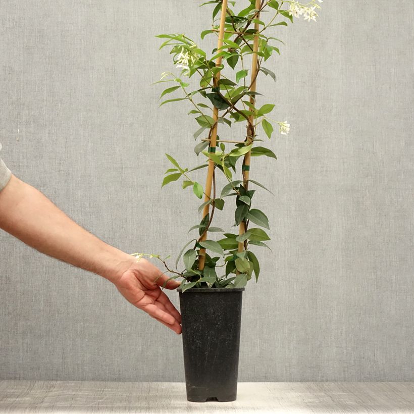 Esemplare di Trachelospermum jasminoides Winter Ruby 'Trared - Falso gelsomino Vaso da 2L/3L consegnato in estate