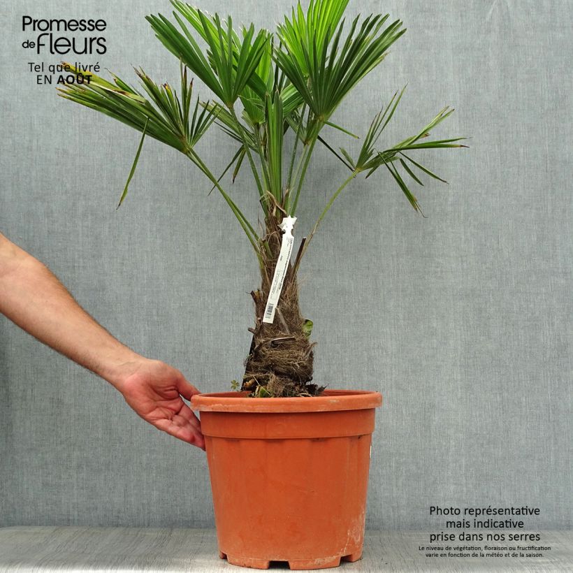 Esemplare di Trachycarpus wagnerianus Vaso da 12L/15L consegnato in estate