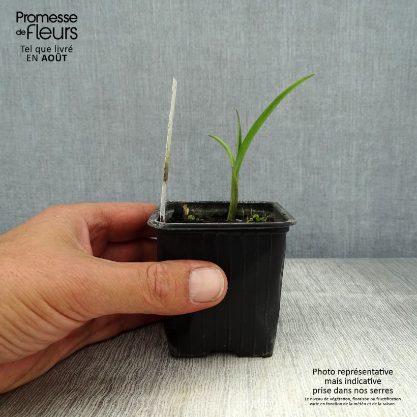 Esemplare di Tradescantia andersoniana Domaine de Courson Vasetto da 8/9 cm consegnato in estate