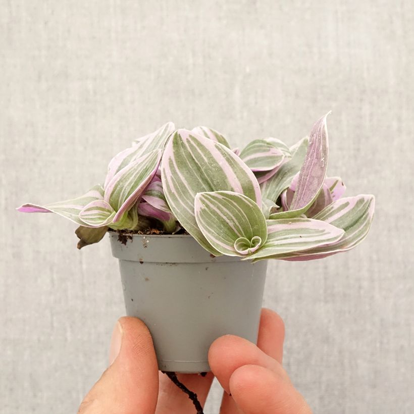 Tradescantia cerinthoides Sweetness - Pianta miseria Mini-plante esemplare consegnato in primavera