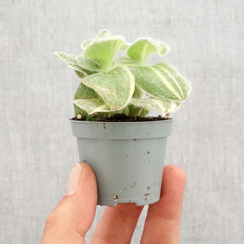 Tradescantia sillamontana Variegata - Pianta miseria Mini-plante esemplare consegnato in primavera