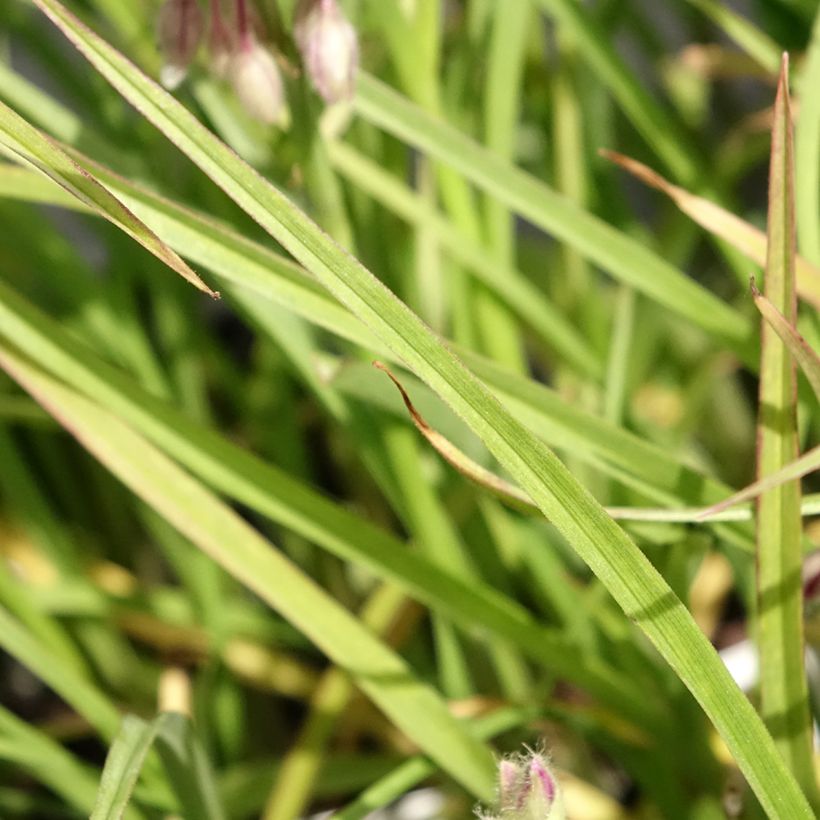 Tradescantia virginiana Brevicaulis - Tradescanzia (Fogliame)