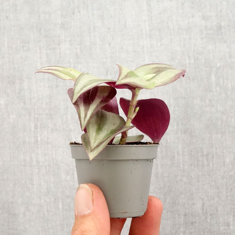Tradescantia zebrina Pink Joy - Pianta miseria Mini-plante esemplare consegnato in primavera