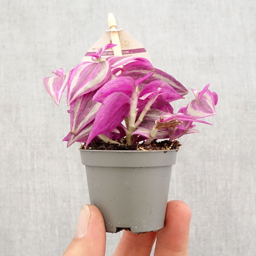 Tradescantia zebrina Pink Paradise - Pianta miseria Mini-plante esemplare consegnato in primavera