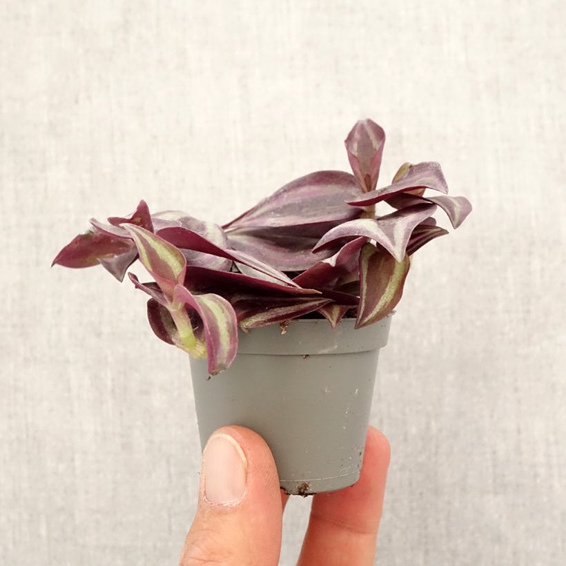 Tradescantia zebrina Purple Joy - Pianta miseria Mini-plante esemplare consegnato in primavera