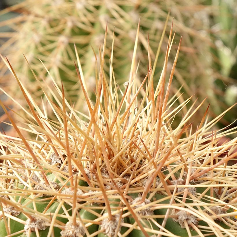 Trichocereus terscheckii (Fogliame)