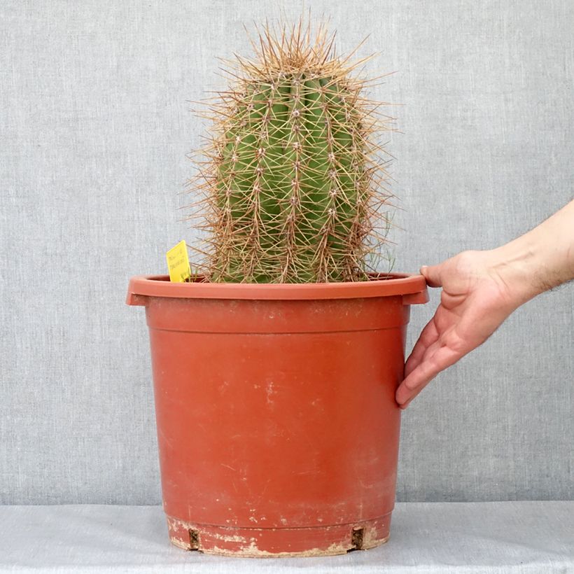 Trichocereus terscheckii Vaso da 12L/15L esemplare consegnato in primavera