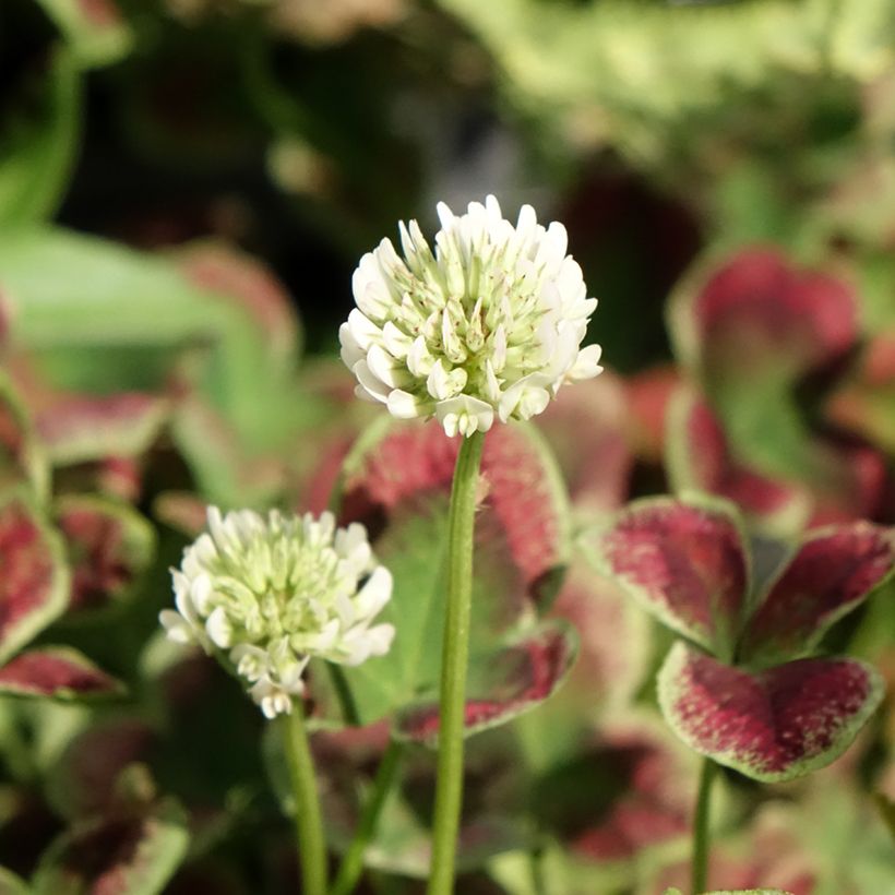 Trifolium repens Estelle - Trifoglio ladino (Fioritura)