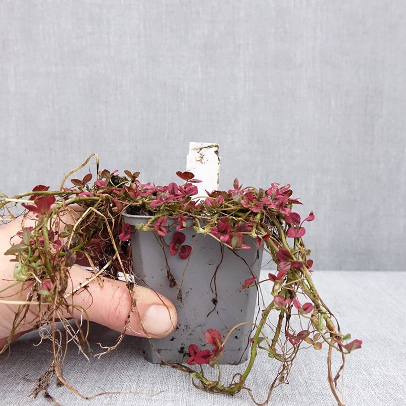 Trifolium repens Isabella - Trifoglio ladino Vasetto da 8/9 cm esemplare consegnato in inverno