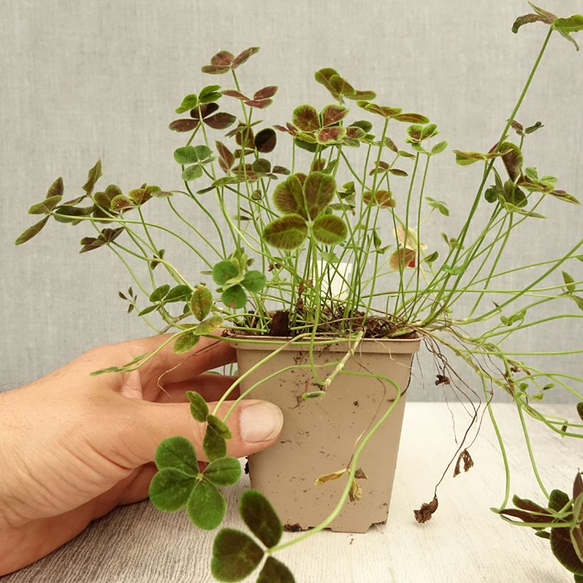 Esemplare di Trifolium repens Pentaphyllum - Trifoglio ladino Vasetto da 8/9 cm consegnato in estate