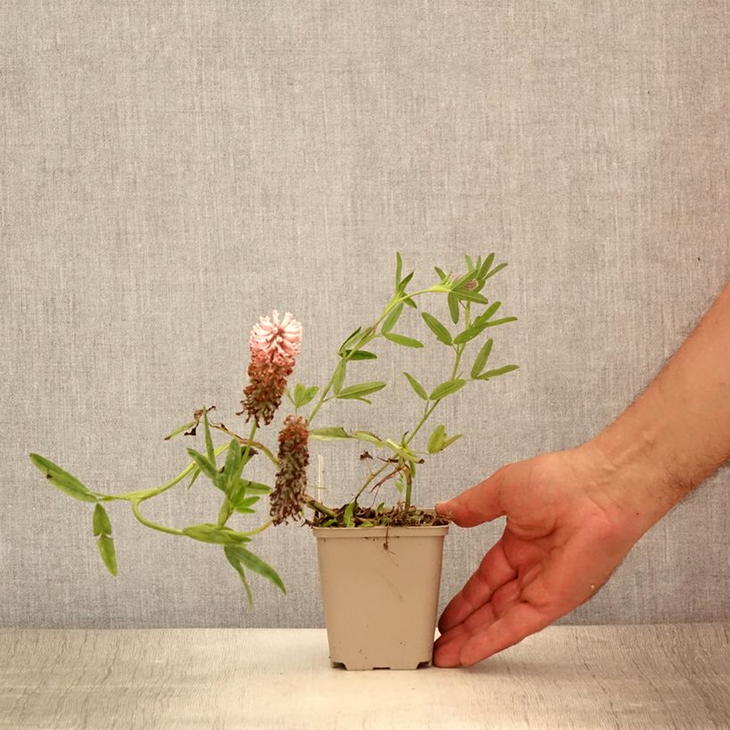 Esemplare di Trifolium rubens Peachy Pink - Trifoglio rosseggiante Vasetto da 8/9 cm consegnato in estate